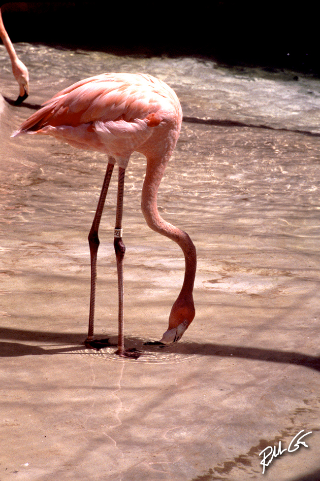 Zoo Flamingo Photo